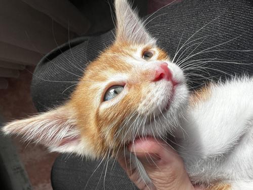 Civciv Exp Oynuyor#816594850 (4288)#4288